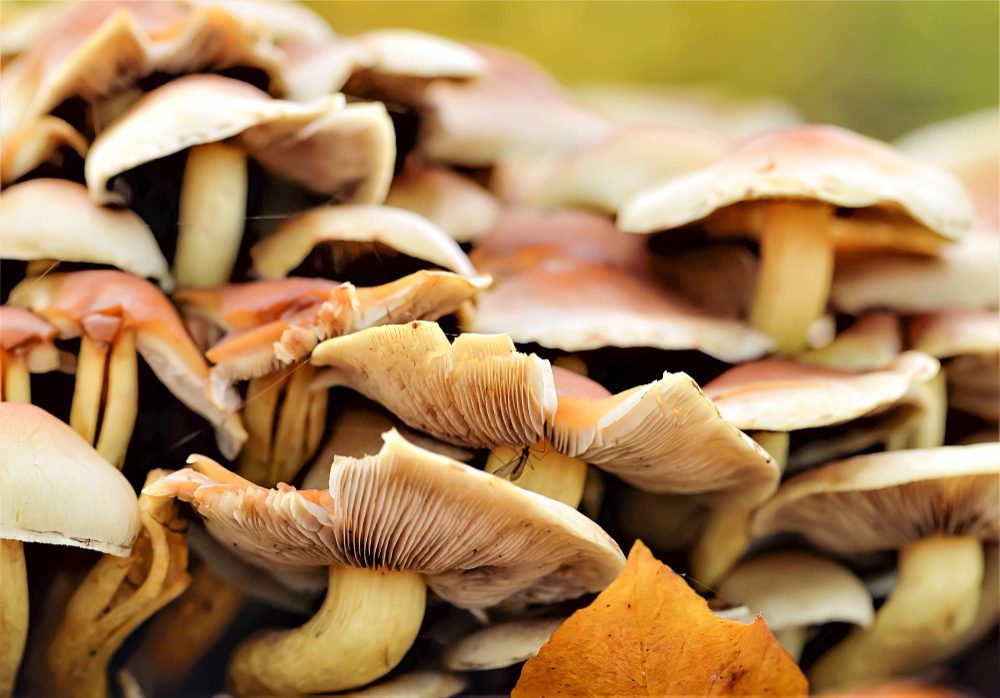 Image hover effect image